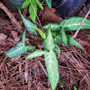 Syngonium Angustatum, Podophyllum Arrowhead Vine