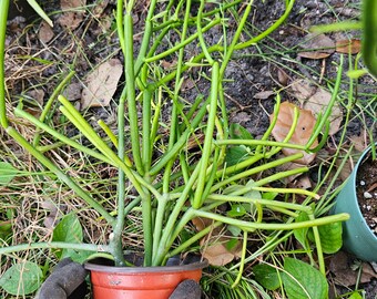 Euphorbia Tirucalli pencil cactus firesticks in 3 inches nursery  pot