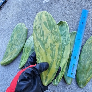 Variegated  Opuntia  COCHENILLIFERA CACTUS PAD