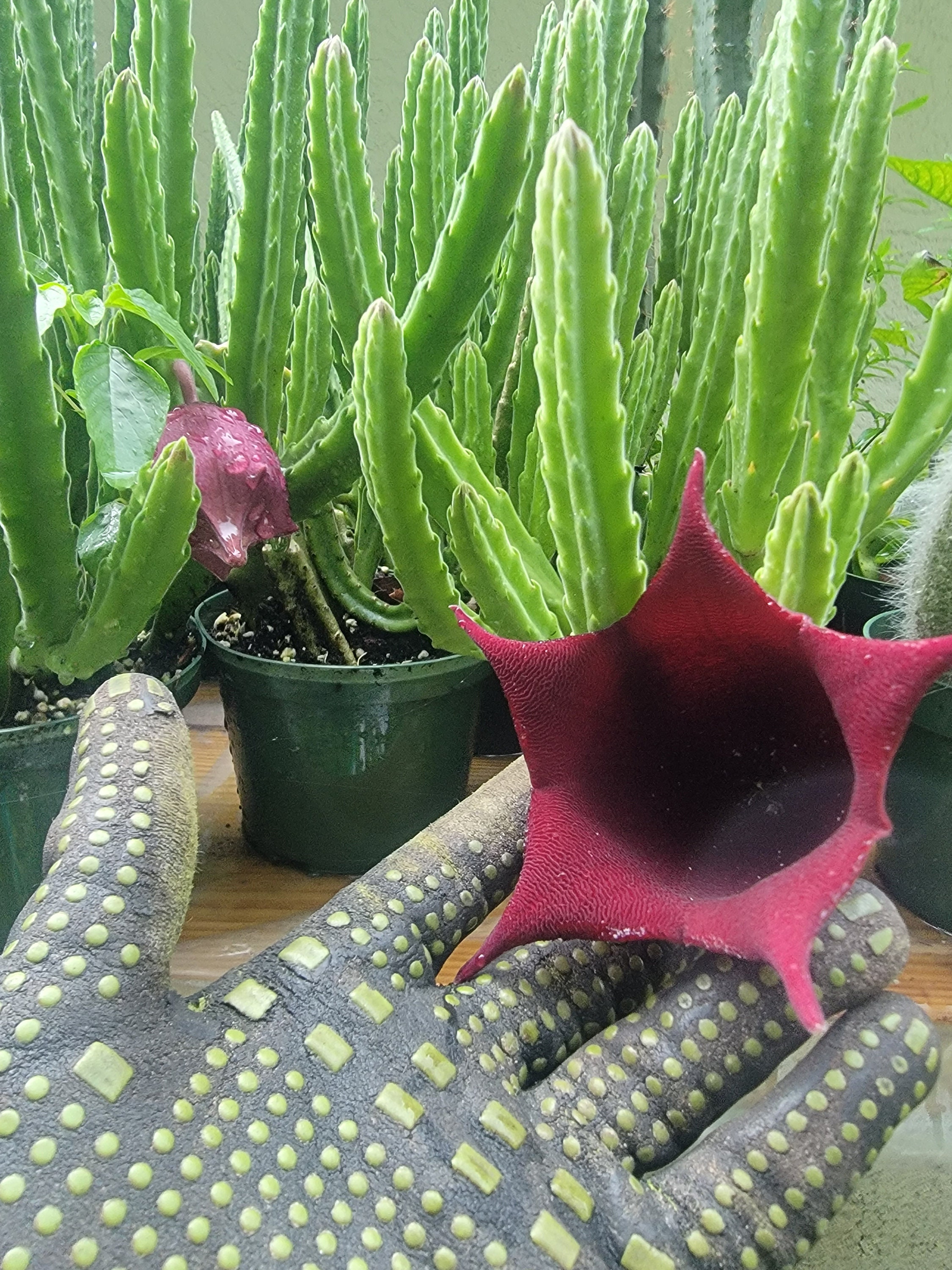 Stapelia Leendertziae - Etsy