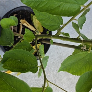 May include: A potted plant with vibrant green leaves and stems. The plant is in a black plastic pot, set against a light gray concrete surface. The leaves have a textured appearance, and the plant appears healthy.