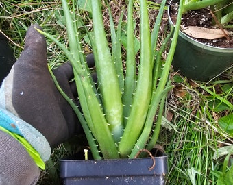 Hedgehog  aloe in 6 inches nursery pot. House plant indoor plant.