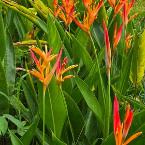 Five (5) Yellow Orange Heliconia Psittacorum rhizomes please see pictures  3 and 4