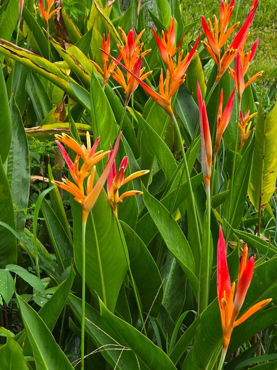 Five (5) Yellow Orange Heliconia Psittacorum Rhizomes Please See
