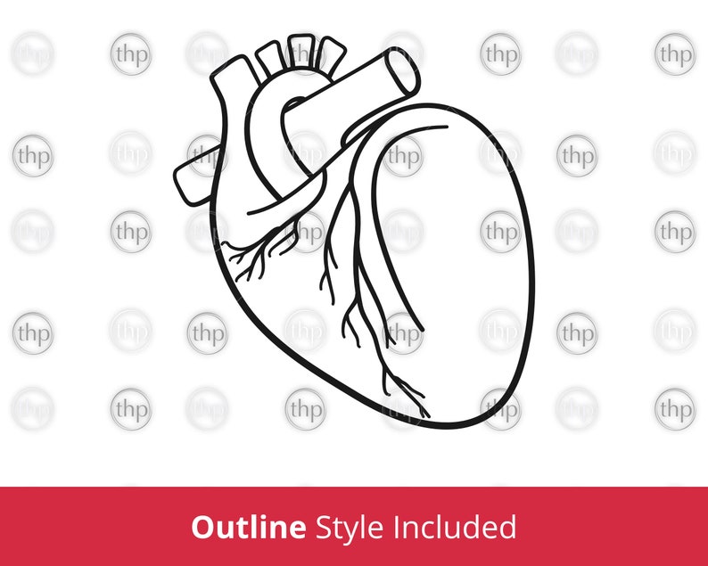 Download Anatomical Heart Svg Organ Donor Svg Heart Svg Heart Clipart Organ Svg Human Heart Svg Real Heart Cut Files Eps Png Med School Svg Digital Art Collectibles Bookanyexpert Com