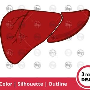 Anatomical Liver SVG: Human Organ Clipart, Med School (Digital Download)