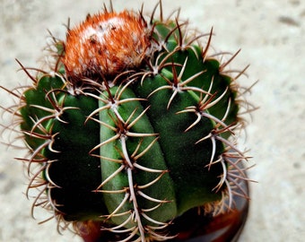 Melocactus Matanzanus