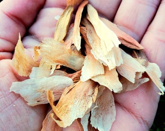 Plumeria Seeds