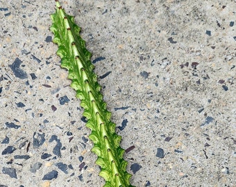 Euphorbia Trigona Variegated Mint Creme