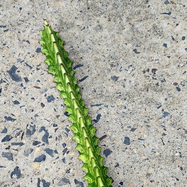 Euphorbia Trigona Variegated Mint Creme