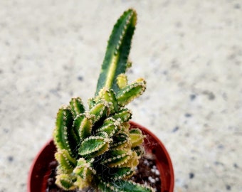 Variegated Fairy Castle Cactus / Acanthocereus Tetragonus Monstrose