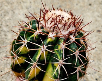 Variegated Melocactus