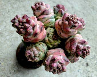 Variegated Euphorbia Ritchiei