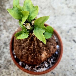 Adenia Viridiflora