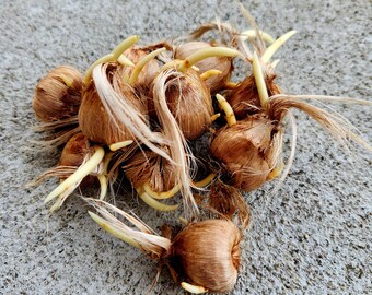 Saffron Crocus Bulbs