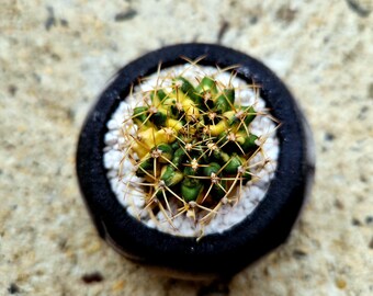 Gymnocalycium Mihanovichii "Marble" Variegated