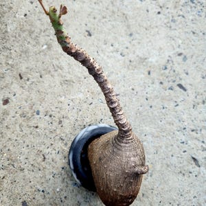 Phyllanthus Mirabilis