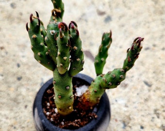 Cylindropuntia Verschaffeltii