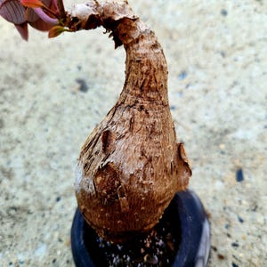 Phyllanthus Mirabilis