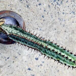 Euphorbia Confinalis Ssp. Rhodesia image 2