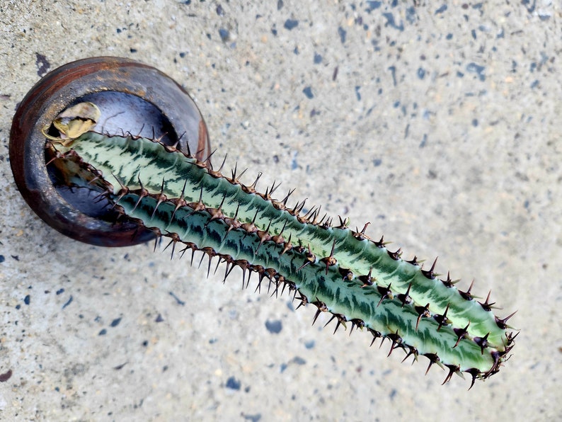 Euphorbia Confinalis Ssp. Rhodesia image 2