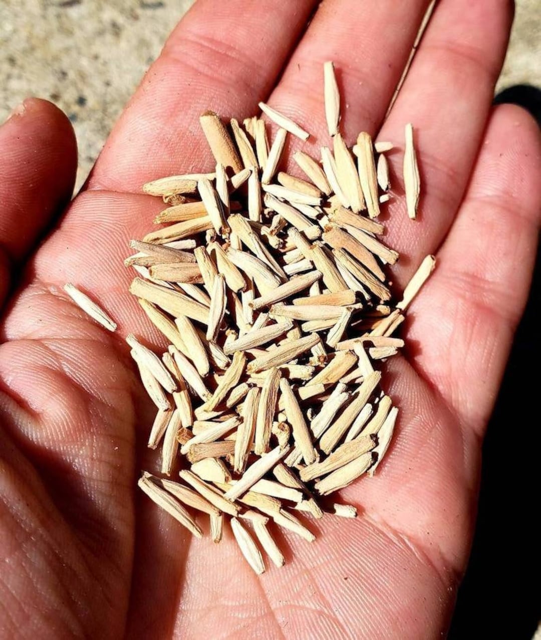 flax seed planting Bulk Annual Blue Flax Seeds main image 0