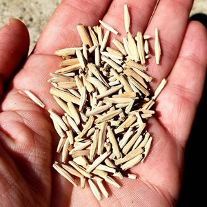 Adenium Obesum / Desert Rose Seeds Assorted