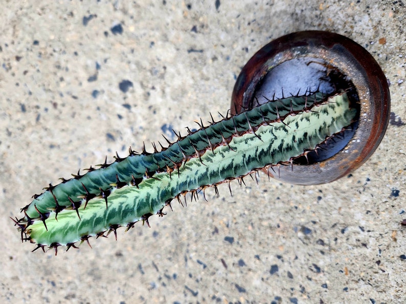 Euphorbia Confinalis Ssp. Rhodesia image 7