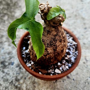 Adenia Viridiflora