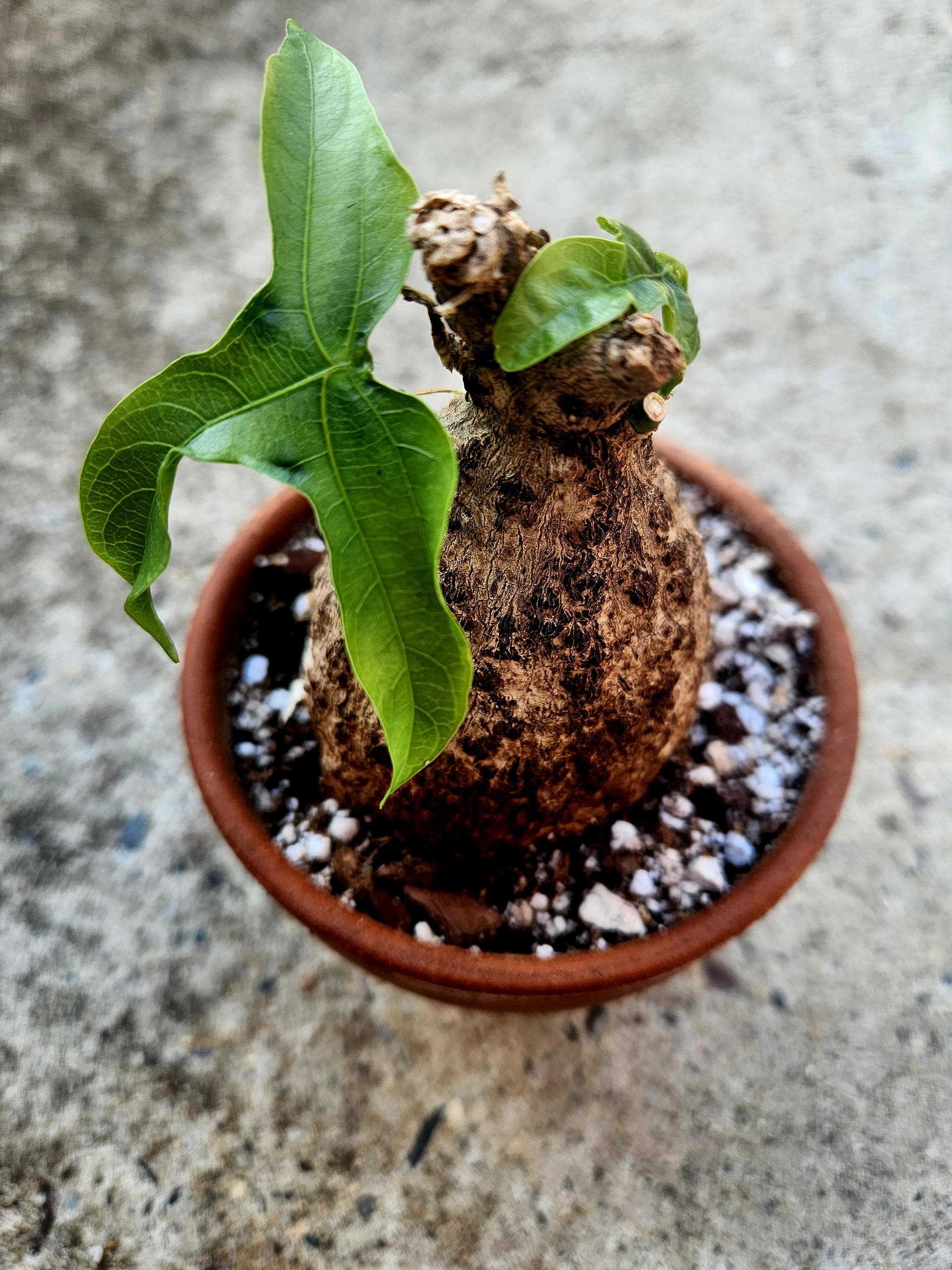 その他観葉植物 Adenia Viridiflora Adenia Viridiflora - Etsy
