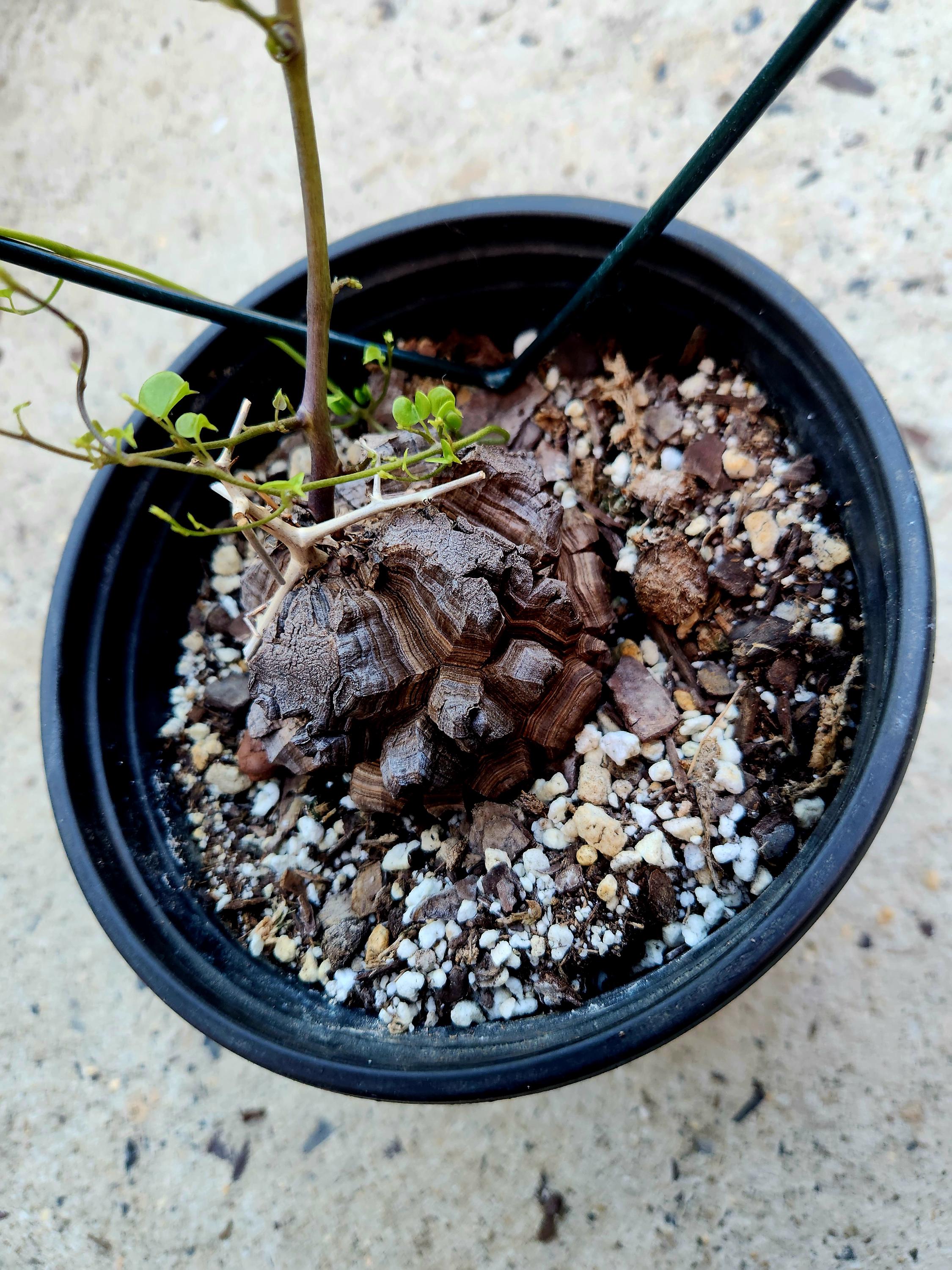 Dioscorea Plant - Etsy