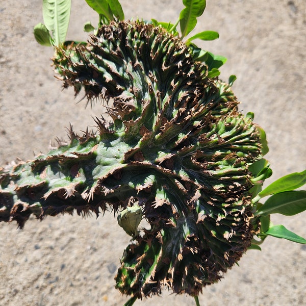 Euphorbia Viguieri