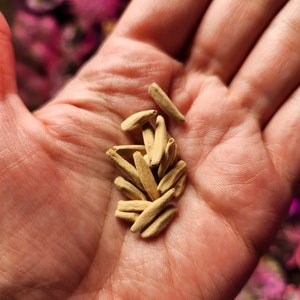 Adenium Arabicum / Desert Rose Seeds Assorted