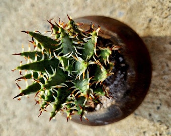 Aloe Erinacea