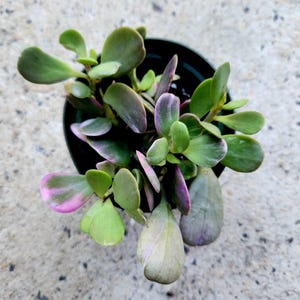 May include: A small succulent plant with rounded, fleshy leaves in shades of light green, dark green, and soft pink, potted in a simple black plastic container. The plant features multiple stems with variegated foliage spreading outward from the center.