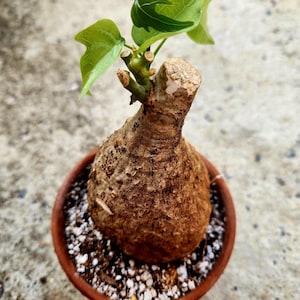 Adenia Viridiflora