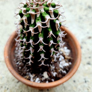 May include: A dark green, cylindrical cactus with prominent vertical ribs and numerous curved, light-colored spines. The plant is potted in a simple, round, terracotta-colored container filled with soil and small white perlite particles.