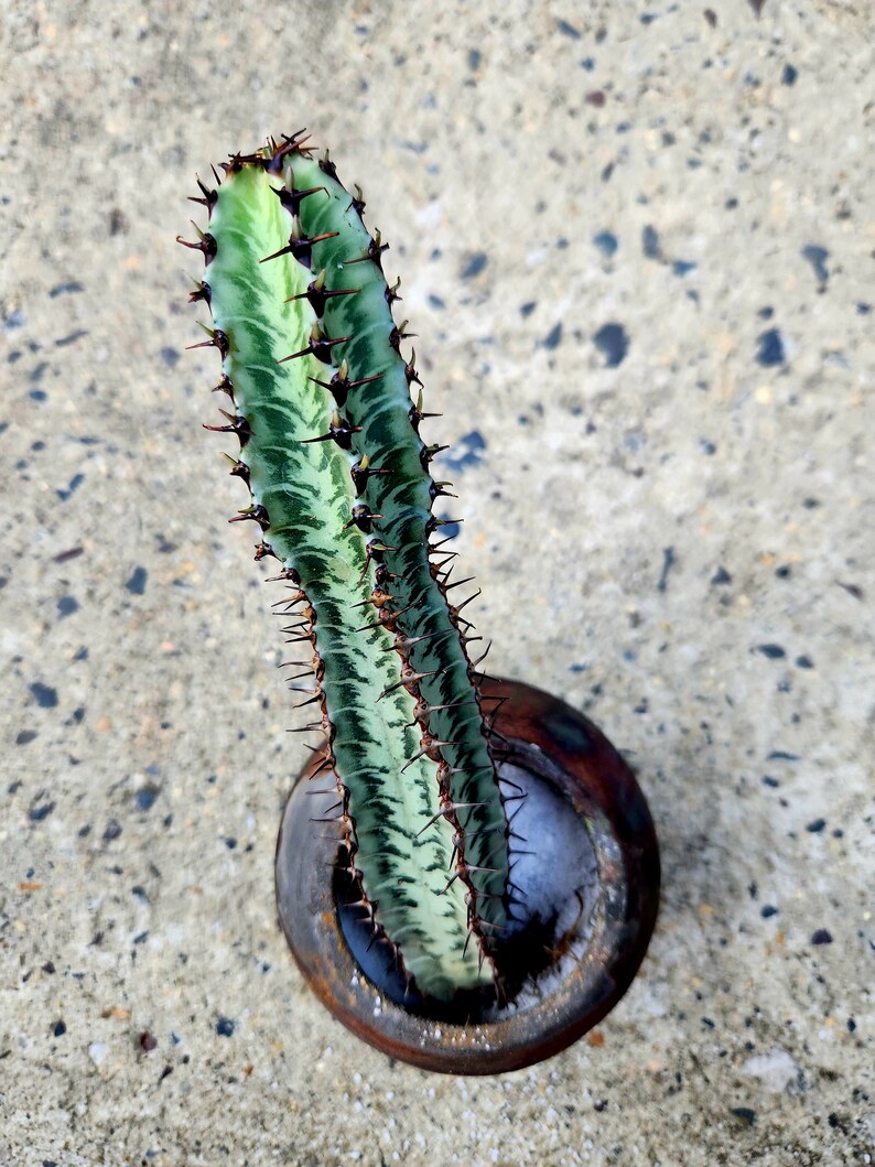 Euphorbia Confinalis Ssp. Rhodesia image 8