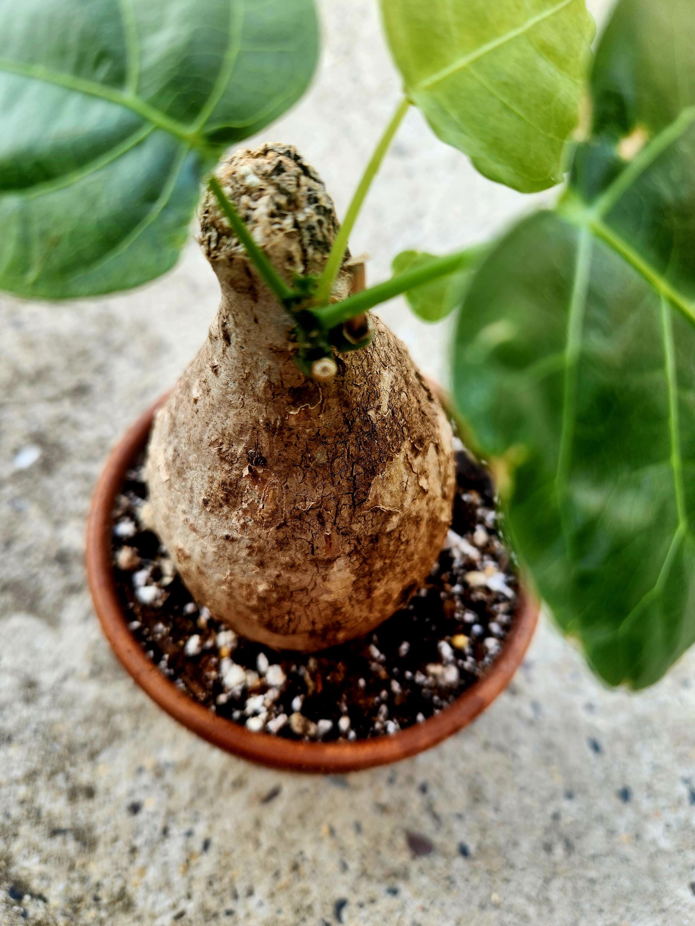 Adenia Viridiflora - Etsy