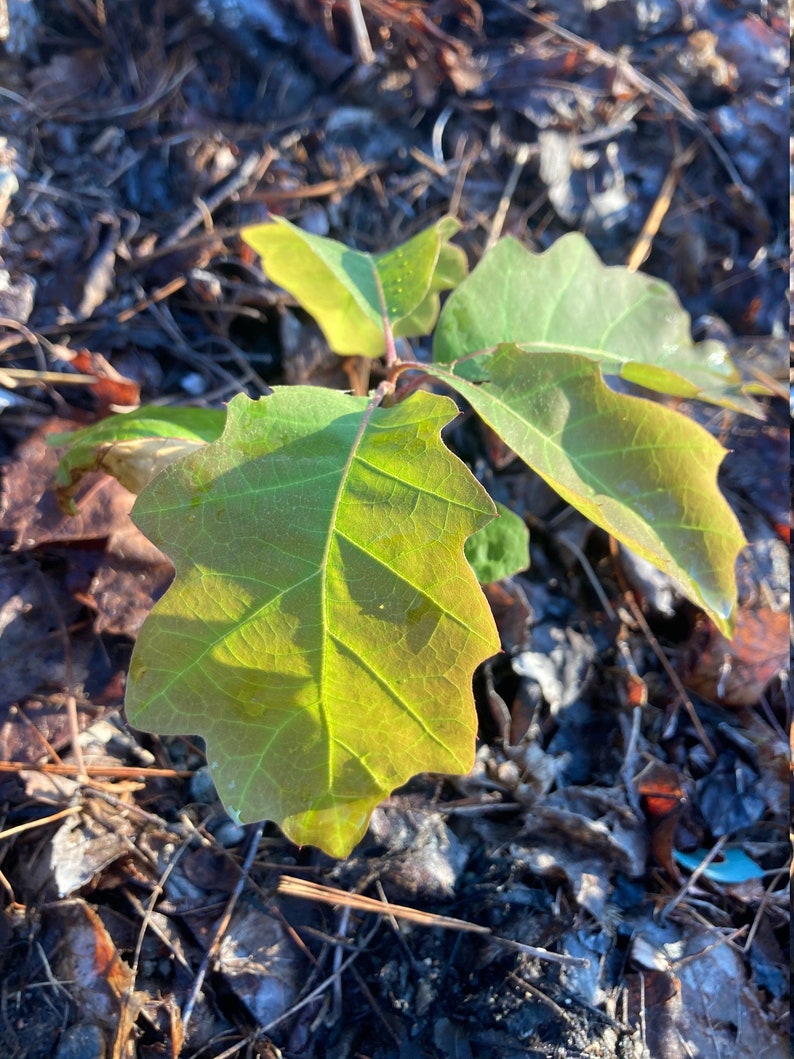 Northern Red Oak Tree Sapling Etsy