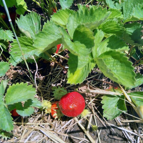 Everbearing Strawberry Plants Etsy