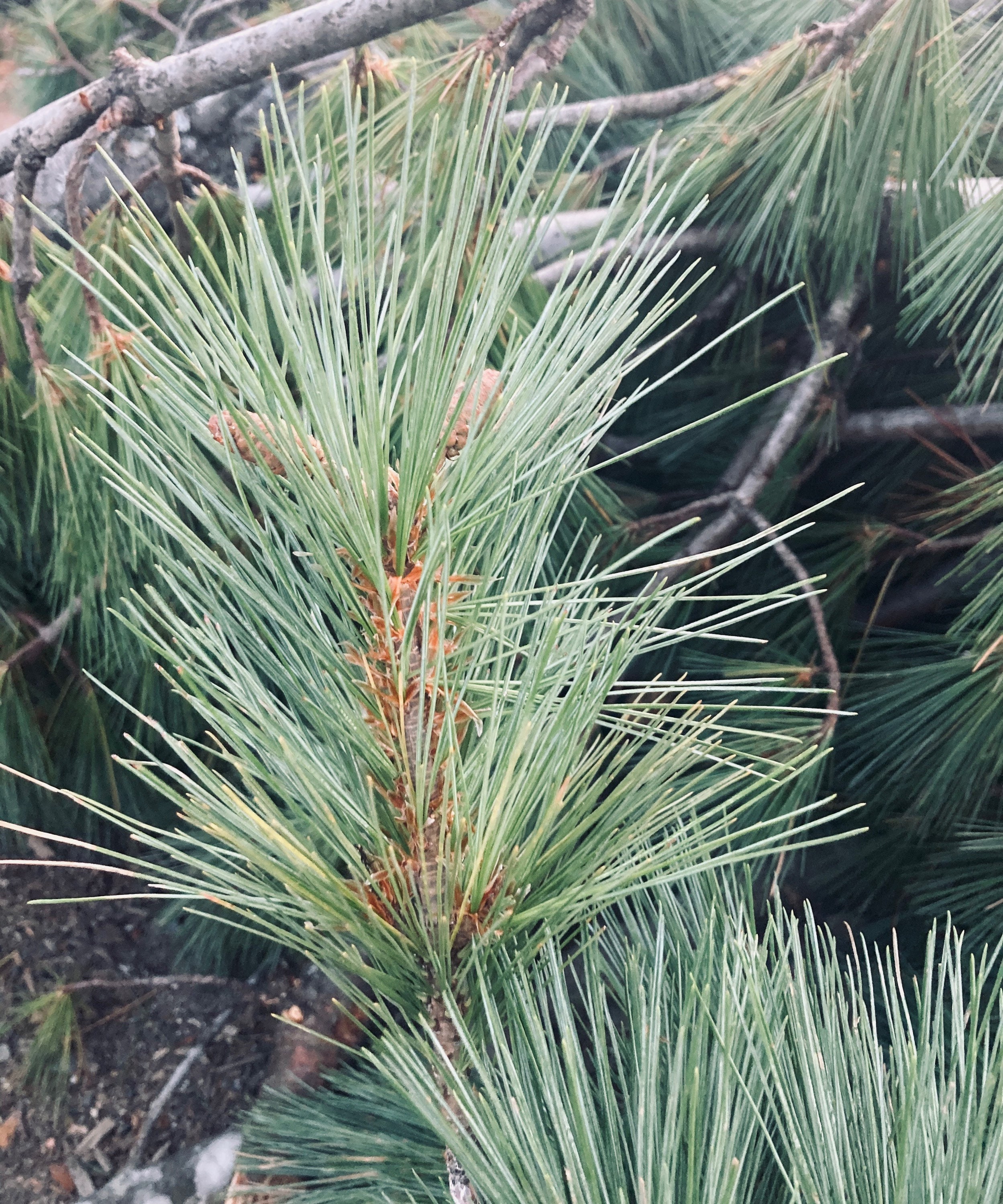 FRESH Eastern White Pine Needles Etsy