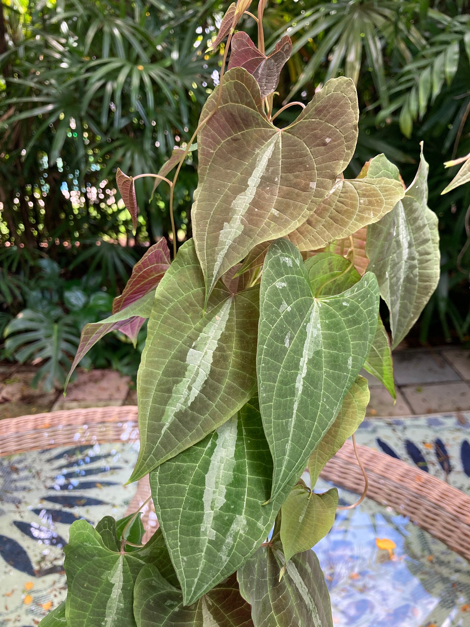 Dioscorea discolor / dodecaneura Large Full Plants | Etsy