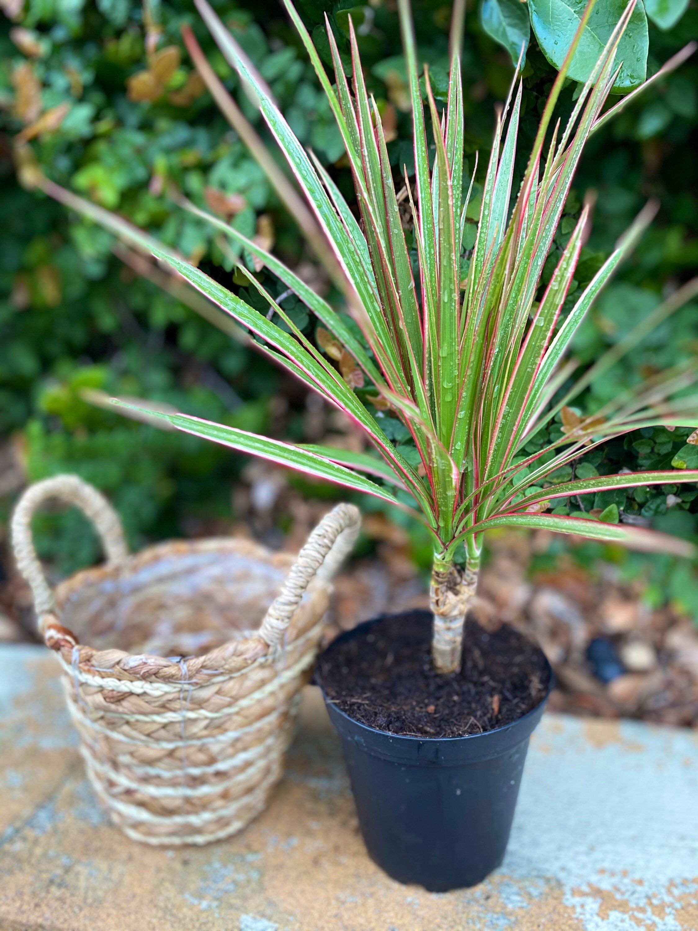 Gift Set Dracaena Red Edged Dracaena Marginata Red 5 Large