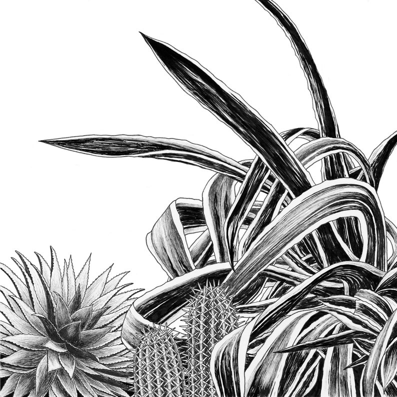 Cacti Wall Art / Botanical Cactus Print / Black and White Home Decor image 2