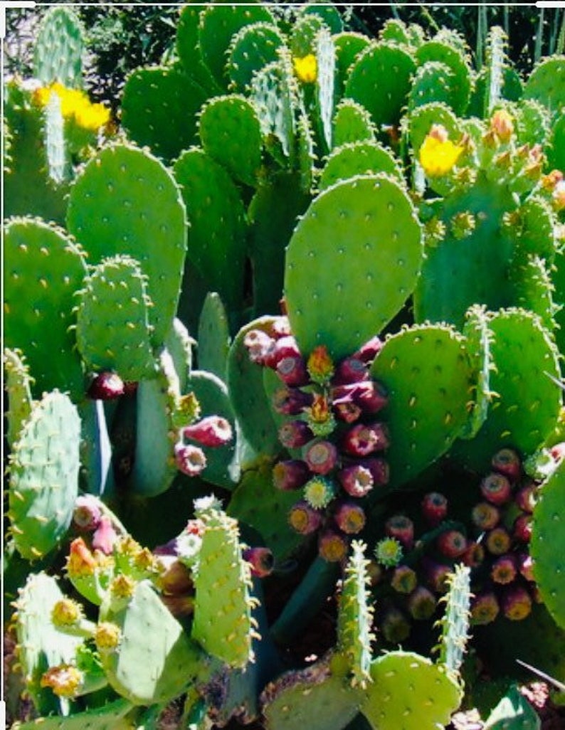 4extra pads prickly pear cactus organic image 1