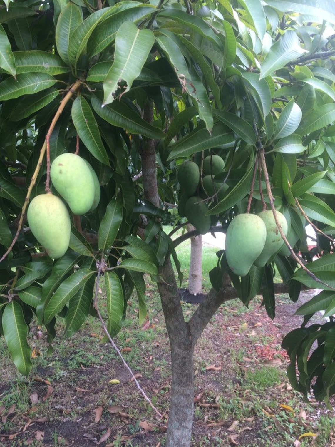 Green Rhino mango mature ready to ripen sweet &sour Etsy