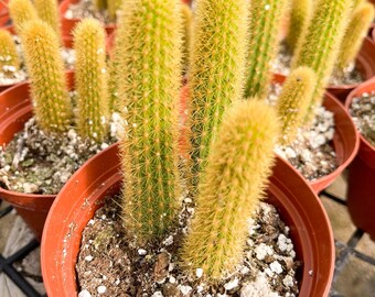 Rat Tail Cactus Etsy