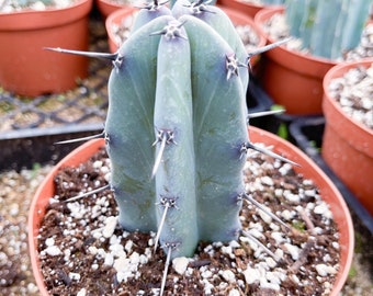 Blue Candle Cactus Etsy