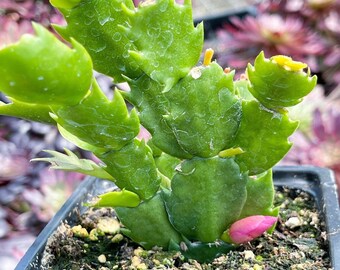 Holiday Cactus Etsy